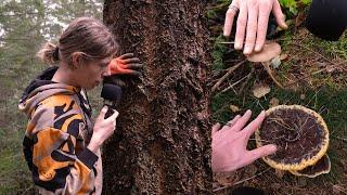 ASMR Forest Adventure  (Digging sounds, Mushroom Tapping)