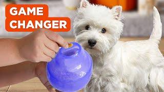 The BEST Toy To Keep My DOG Busy  [4K] | Planet Dog Orbee-Tuff Interactive Treat Dispensing Dog Toy