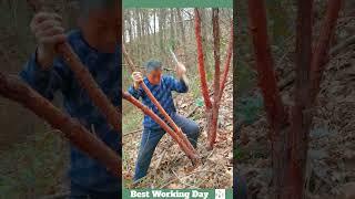 A man cuts down a small redwood tree in the woods