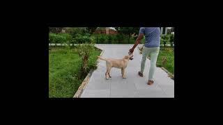 When a Labrador dog wants to play!! what does he do? watch this video