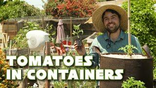 Growing Tomatoes in Containers: The Best Variety!