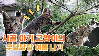 시골 아기 고양이들의 우당탕탕 여름 일상 브이로그 #새끼고양이