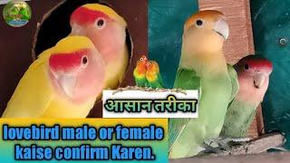 lovebird mein male aur female ki pahchan in hindi || Difference between male and female lovebird