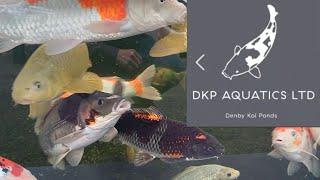 A Tour Round Denby Koi **Koi Dealer Visit**