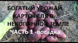 Картофеля будет много в некопанной земле! Сажаем картошку без перекопки R
