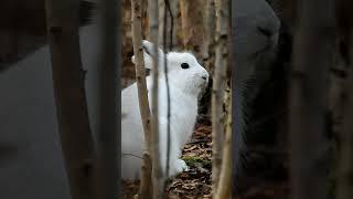 Заяц-беляк ловит запахи The white hare picks up smells #wildlife #shorts