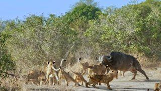 18 Hungry Lions vs 2 African Buffalo: Epic Battle for Survival (Cubs Get Involved)