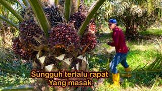 Panen kelapa sawit pokok rendah masak tanpa ampun || palm oil harvesting