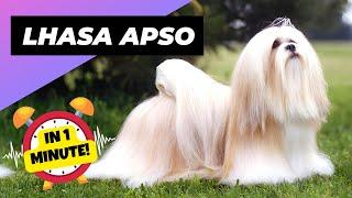 Lhasa Apso - In 1 Minute!  One Of The Laziest Dog Breeds In The World | 1 Minute Animals