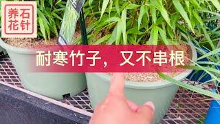 花店看见耐寒而且不串根的竹子 - 也说说小缺点 - Fargesia bamboo