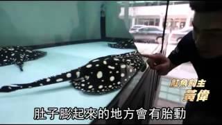 《蘋果》直擊 緊來看 魟魚生了--蘋果日報 20140423