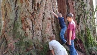 Redwood Forest Spank!!