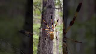 Orb Weaver Spider (Banana Spider, Trichonephila Clavipes)