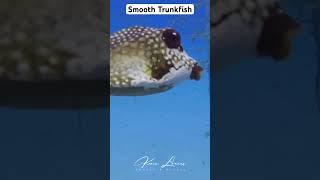 Smooth Trunkfish being curious. It is a cute one. It made me smile when it popped out.