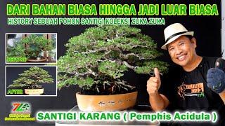 DARI BAHAN BIASA JADI LUAR BIASA ( Bonsai Koleksi Zuka Zuka Bali Bonsai )