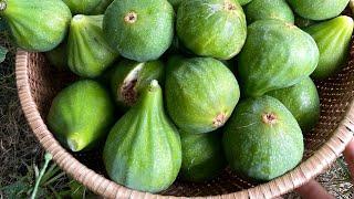 Hái hàng trăm quả sung Mỹ chín - picked fresh figs in the garden in US.