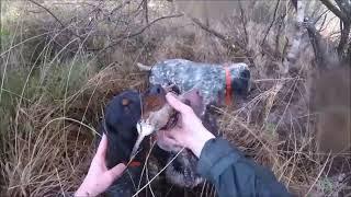 Chasse à la bécasse dans le Finistère , jeudi 19/12/2024.