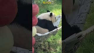 大美熊飞云睡觉差点忘记带自己的娃了 #cute #pandachina #animals #panda #funny #pandacub #giantpanda #cutepanda #パンダちゃん