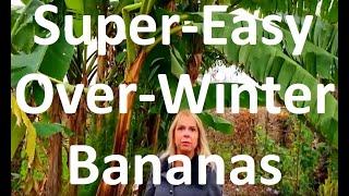 Quickest, Easiest Way to Overwinter (Winterise) Hardy Banana - Musa basjoo