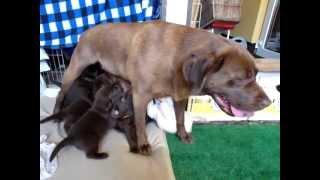 Children's Playground for my 20 puppies labrador retriever Honey Hany FCI