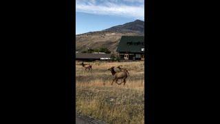 SUV보다 큰 미국 사슴 엘크 Elk at Yellowstone North Entrance