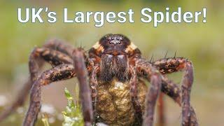 Britain's Biggest Spiders - Bog and Fen Raft Spiders