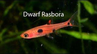 Dwarf Rasbora- the underrated cousin of the Chili rasbora