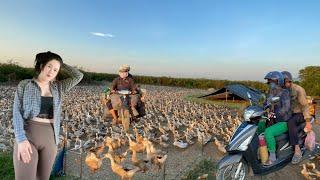 Duck farming on a large scale with high efficiency “ Farm Life “ Nice video ducks Camping