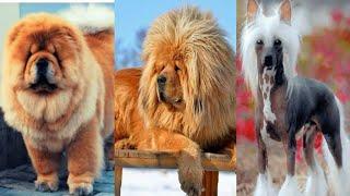 Top 10 Most Expensive dogs breeds 2024 | Most expensive dogs #Mostexpensive #Expensivedogs #Dogbreed