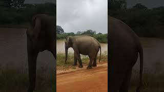 Yala national Park Sri Lanka #elephant #nature #safari