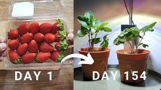Growing strawberries from seeds using LED grow light..PART 2