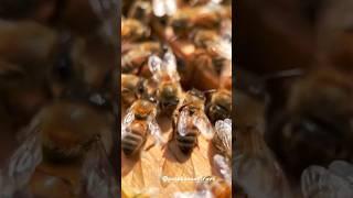 Мистическая тайна общения пчёл