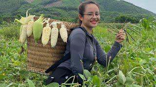 Harvest dwarf sticky corn to sell at the market and make delicious corn and black bean sweet soup