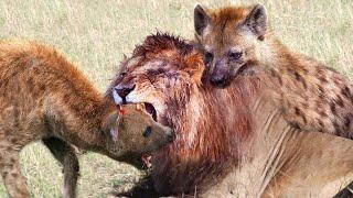 Lions vs Hyenas | Group of hyenas vs lioness