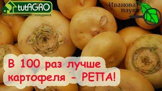 ВКУСНО ЕШЬ И НЕ ТОЛСТЕЙ! В 100 раз лучше картофеля РЕПА! Просто вырастить РЕПУ своими семенами.