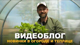 ВИДЕОБЛОГ: НОВИНКИ В ОГОРОДЕ И ПОСЛЕДСТВИЯ ЗАМОРОЗКОВ. Борьба с тлёй и долгоносиком.
