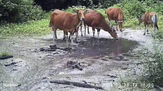 Banteng Thailand's Wild Cattle