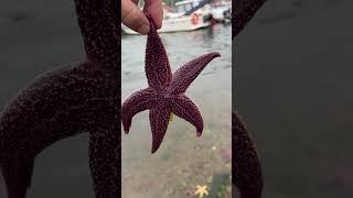 Звезда Патрик бросил губку боба  #камчатка #морскаяпрогулка