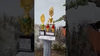 Bonsai Santigi Best Teen Best In Show Best In Clas pamlok mbalong Ponorogo #bonsaisantigijuara