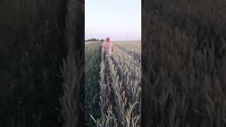 Монэ #сорт. Тритикале  Пахарь.