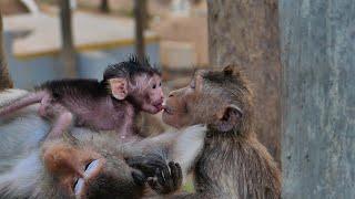 Amazing Love between​ while Baby monkey Alila t_rying L_ick your lips with her sister Lyly.