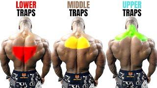 TOP 15 TRAPS WORKOUT AT GYM / LES MEILLEURS EXERCISES MUSCULATION TRAPÈZES