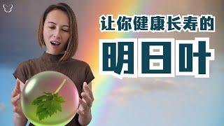 让你健康长寿的【明日叶】爱健康的人都必需知道 | The Ashitaba that makes you healthy and long-lived, health lover must know