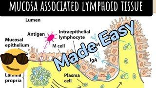 MALT(Mucosa Associated Lymphoid Tissue) ||Secondary Lymphoid organ