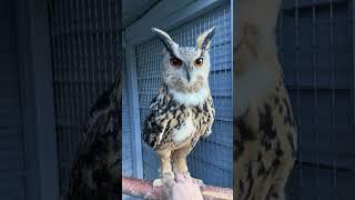 Tickling an Owl's Feet