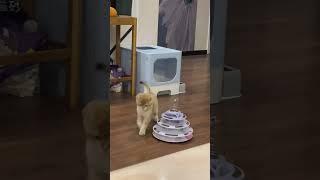 Cat vs toy#cat #foryou #funnycat #catsoftiktok #catlover #fyp