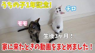 うちの子1年記念日！チロとモモの子猫動画まとめ