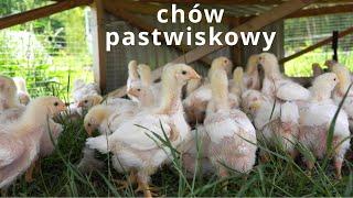 brojlery chów pastwiskowy | dobranocka z kozami/ przegląd uli .