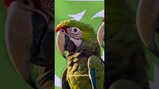 Pakistan zindabad by parrots,independence day,14th August #animation #birds #parrot #pakistan