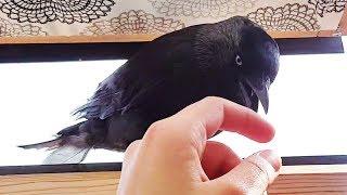 A Little Friend at the Window (Cawki the Jackdaw)